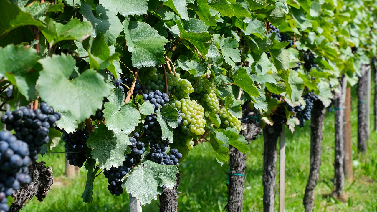 Foto de vinhas com uvas brancas e tintas