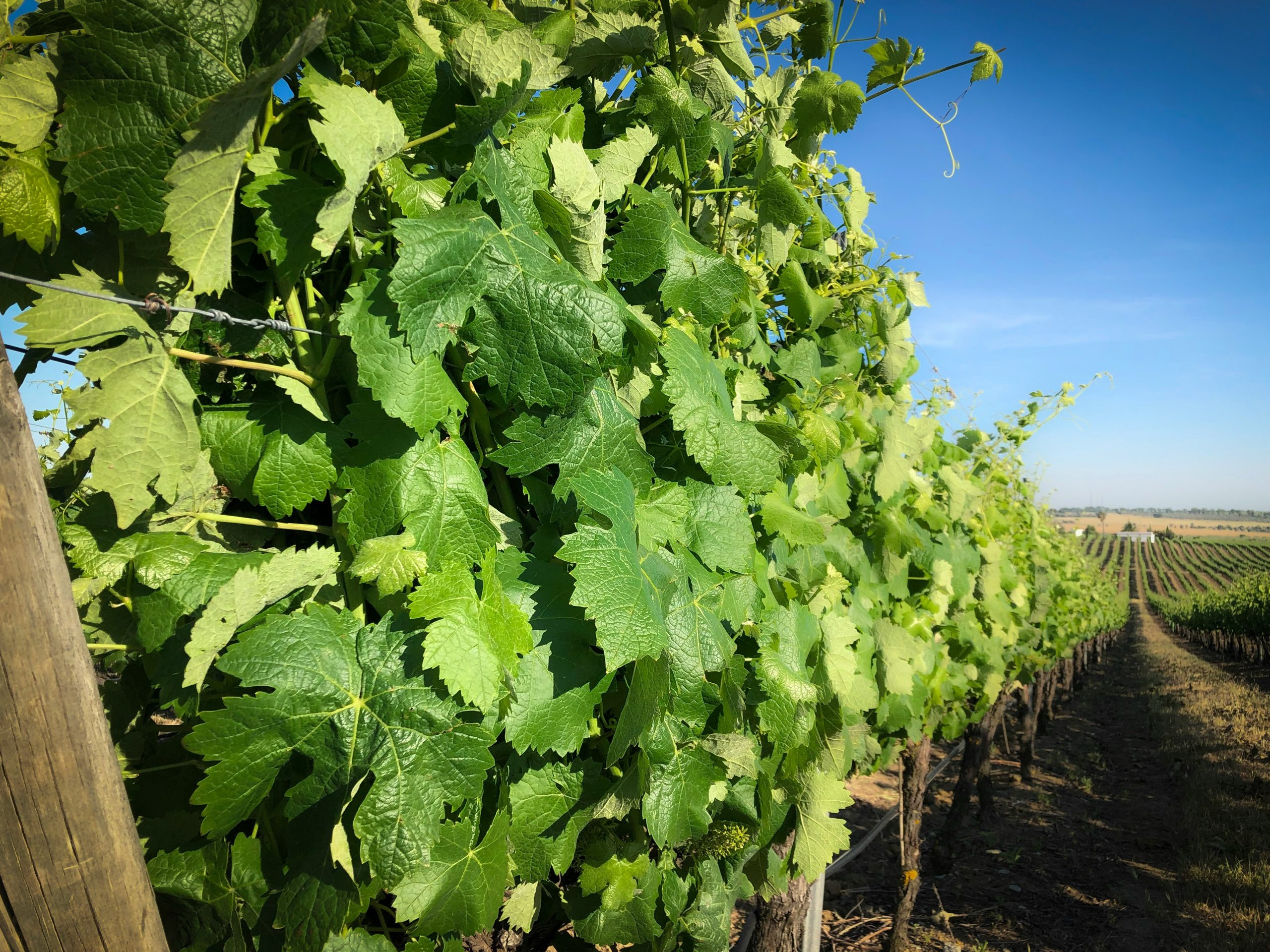 Paisagem de Vinha da Bairrada